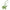 Pegasus PM Vert Criquet Bag Accessory in Milo/Swift CL2408-4933 1