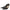 Pumps  35 Black Heels in Patent Leather